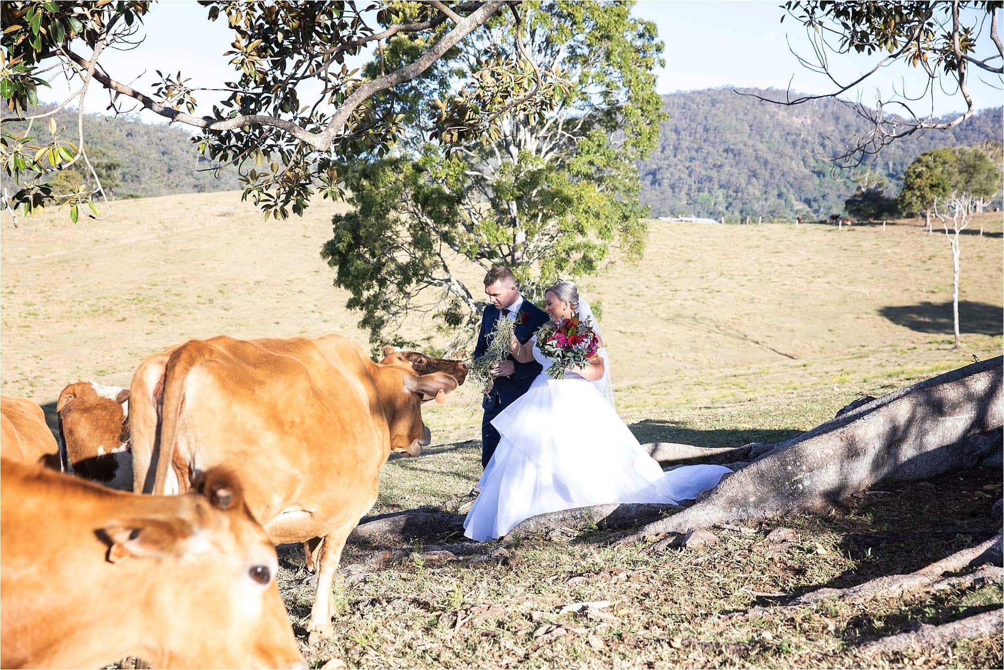 Cowbell Creek Wedding Bec Pattinson Photography