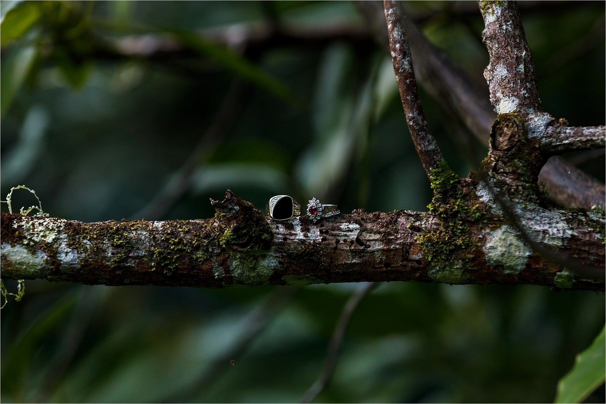 wedding rings in a tree branch at tamborine mountain