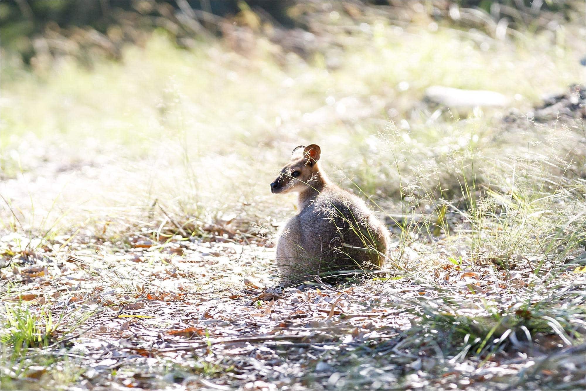 wildlife at sirromet wines mt cotton