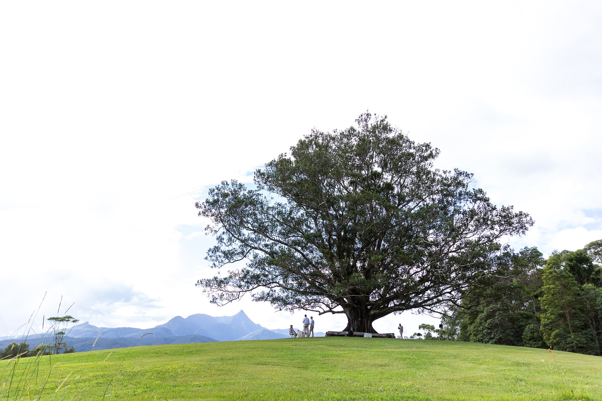 Midginbil Eco Resort Wedding at the Fig Tree, Mooi Photography.